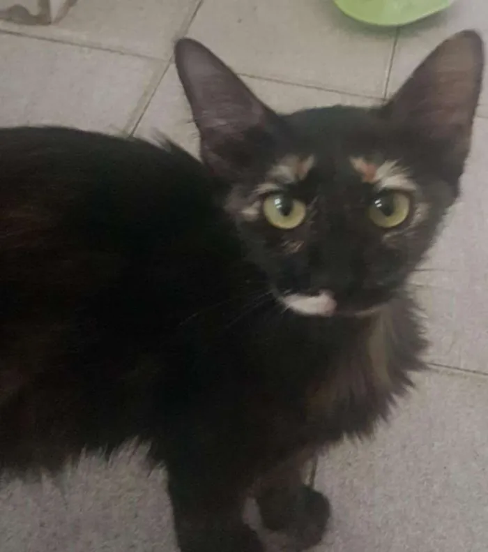 Gato raça Indefinida idade 2 a 6 meses nome Marceline