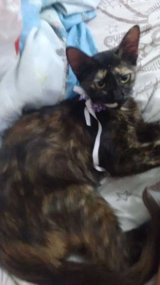 Gato raça  idade 2 a 6 meses nome Marceline