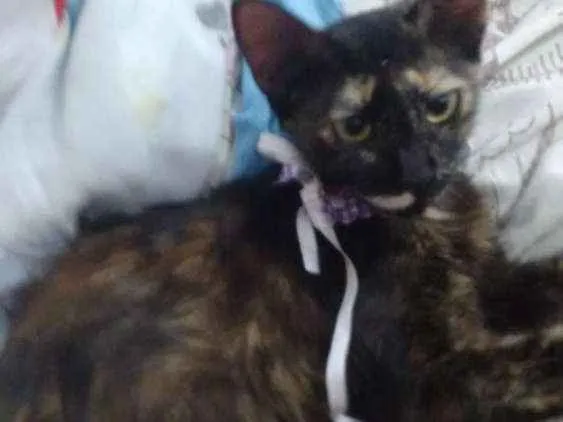 Gato raça  idade 2 a 6 meses nome Marceline