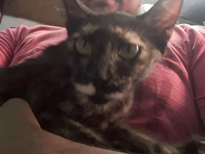 Gato raça  idade 2 a 6 meses nome Marceline