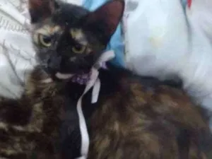 Gato raça  idade 2 a 6 meses nome Marceline