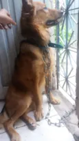 Trovão