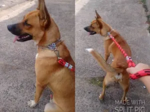 Cachorro raça Vira lata indefinida idade 7 a 11 meses nome Bob