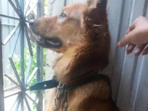 Cachorro raça Pastor Alemão  idade 1 ano nome Trovão 