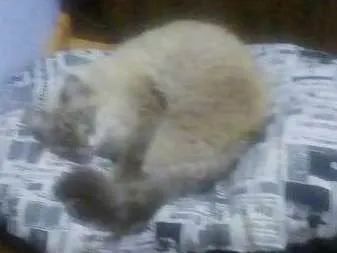 Gato ra a Angora idade 2 a 6 meses nome Bella