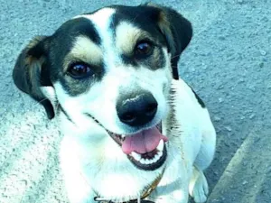 Cachorro raça  idade 1 ano nome Vitória 