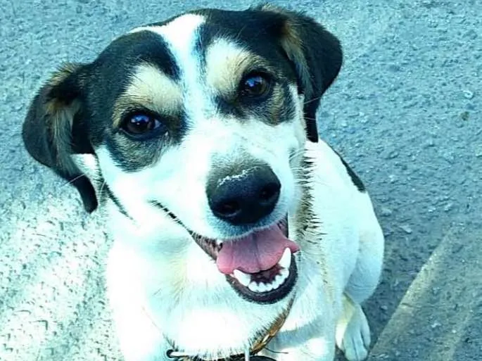 Cachorro ra a  idade 1 ano nome Vitória 
