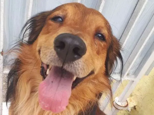 Cachorro ra a  idade 1 ano nome Toddy 