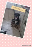 MINERVA
