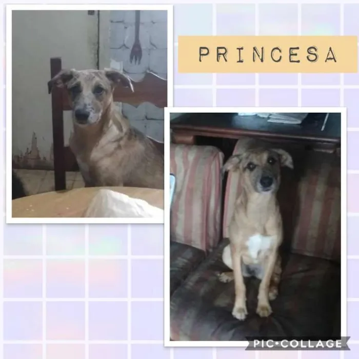 Cachorro ra a srd idade 1 ano nome PRINCESA