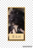 SAM