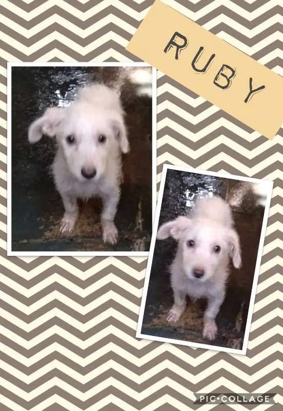 Cachorro ra a SRD idade 2 a 6 meses nome RUBY