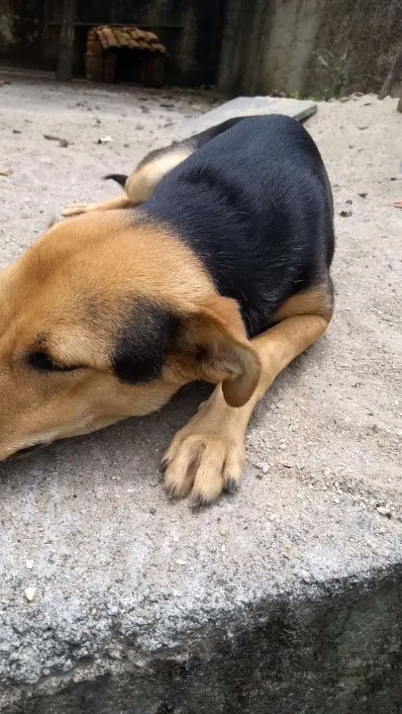 Cachorro ra a Rnd idade 1 ano nome Thor