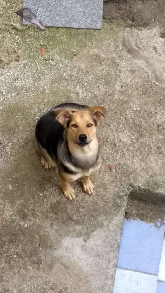 Cachorro ra a Rnd idade 1 ano nome Thor