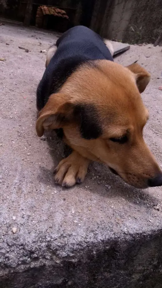 Cachorro ra a Rnd idade 1 ano nome Thor