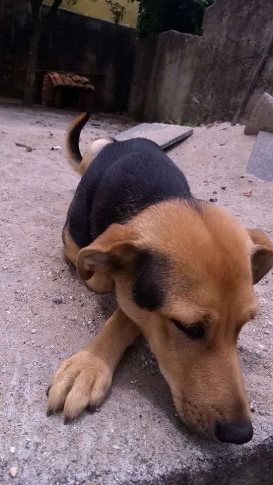 Cachorro ra a Rnd idade 1 ano nome Thor