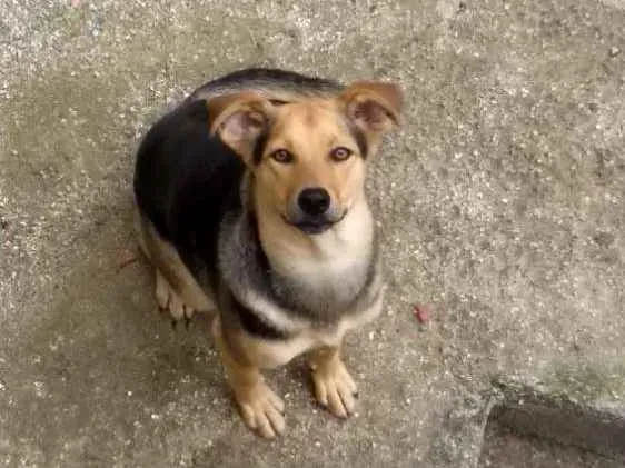 Cachorro ra a Rnd idade 1 ano nome Thor