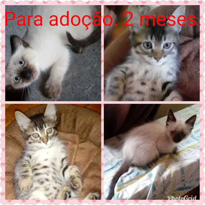 Gato ra a Srd idade  nome Lindinhos 
