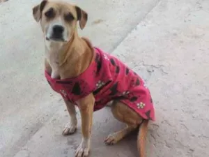 Cachorro raça SRD idade 2 anos nome nina