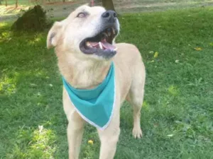 Cachorro raça SRD idade 6 ou mais anos nome SALIM
