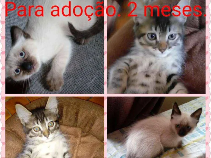 Gato ra a Srd idade  nome Lindinhos 