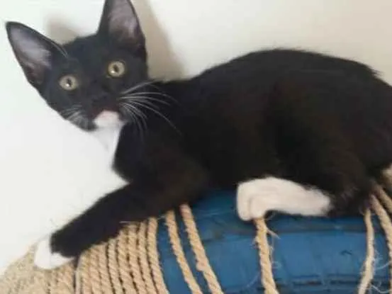 Gato ra a SRD idade 2 a 6 meses nome Sem nomes