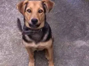 Cachorro raça Rnd idade 1 ano nome Thor
