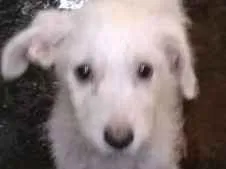 Cachorro raça SRD idade 2 a 6 meses nome RUBY