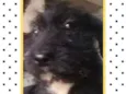 SAM