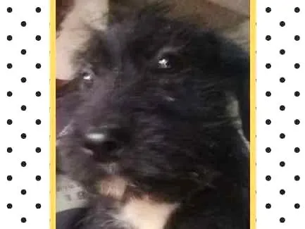 Cachorro ra a SRD idade 2 a 6 meses nome SAM