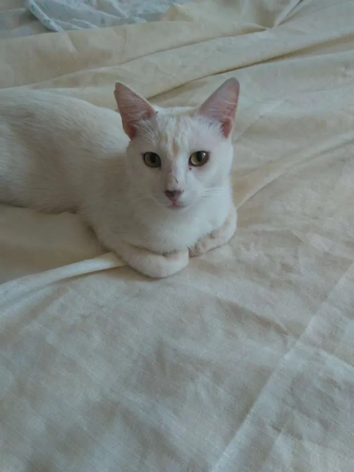 Gato raça Gato branco idade 7 a 11 meses nome Theo