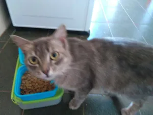 Gato raça Gato pardo idade 7 a 11 meses nome Valentim