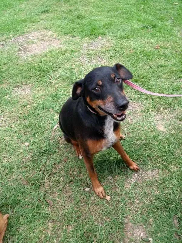 Cachorro ra a SRD idade 6 ou mais anos nome DEDÉ