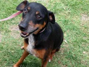 Cachorro raça SRD idade 6 ou mais anos nome DEDÉ
