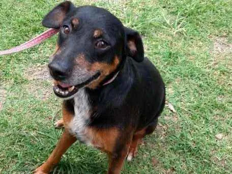 Cachorro ra a SRD idade 6 ou mais anos nome DEDÉ