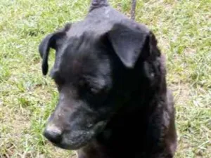 Cachorro raça SRD idade 6 ou mais anos nome BEBECA