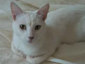 Gato raça Gato branco idade 7 a 11 meses nome Theo