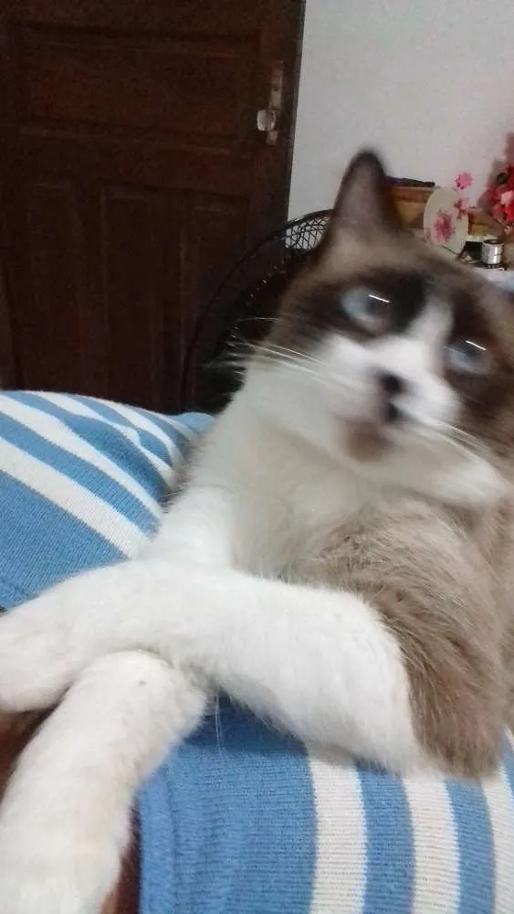 Gato ra a Misturado  idade 2 anos nome Leu