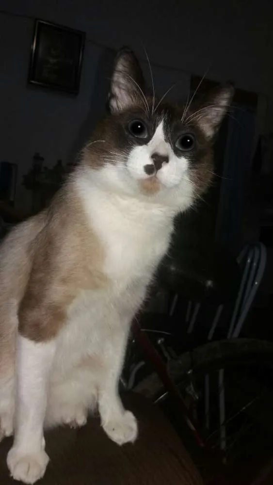 Gato ra a Misturado  idade 2 anos nome Leu