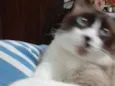 Leu