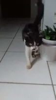 Não tem