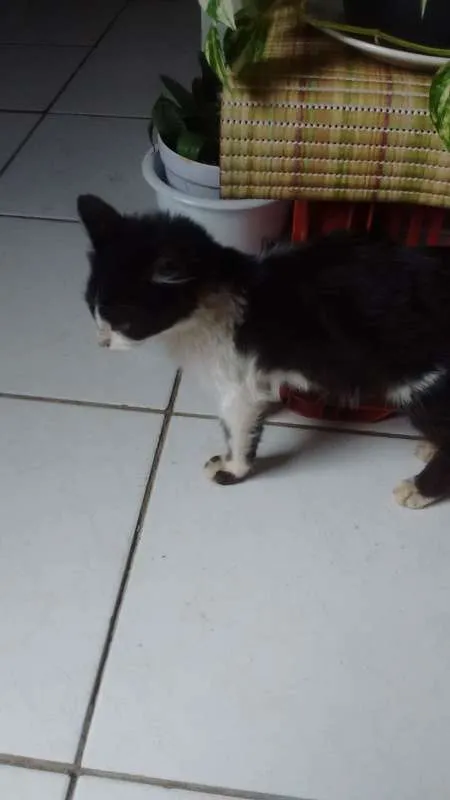 Gato raça  idade 2 a 6 meses nome Não tem
