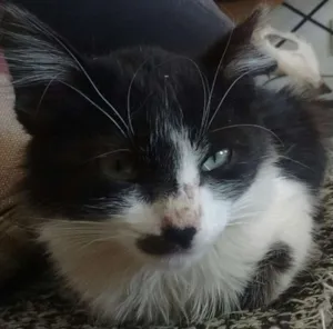 Gato raça  idade 2 a 6 meses nome Não tem