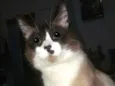 Leu