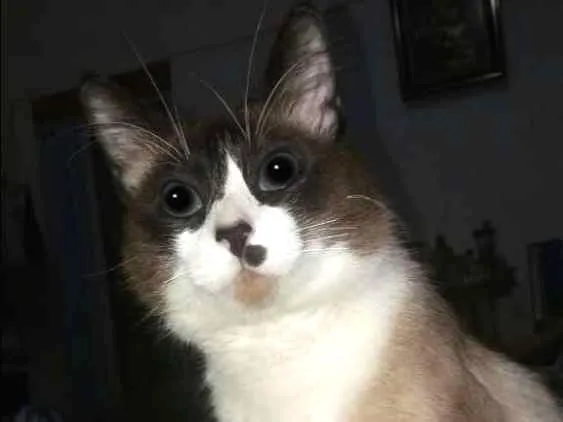 Gato ra a Misturado  idade 2 anos nome Leu