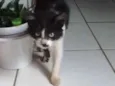 Não tem