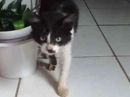 Gato raça  idade 2 a 6 meses nome Não tem