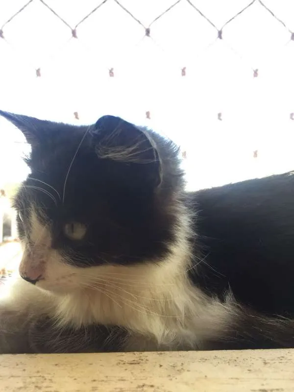 Gato raça  idade 2 a 6 meses nome Não tem