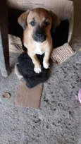 Zezé