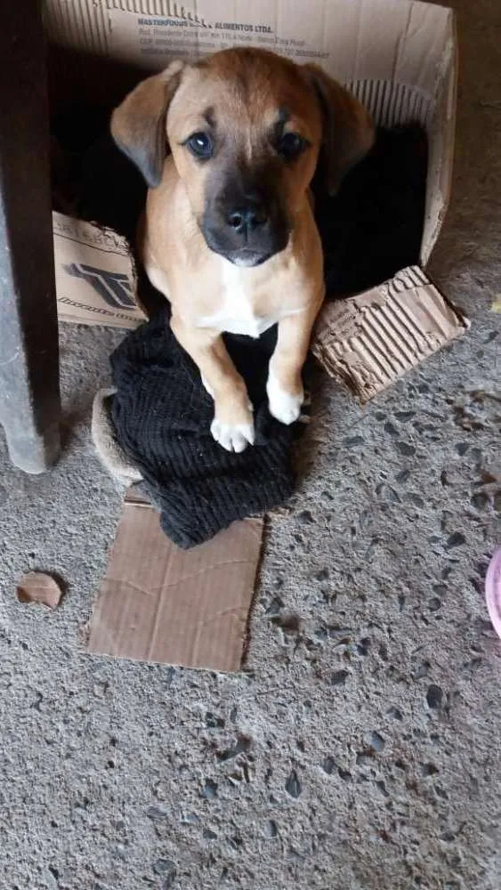 Cachorro ra a Sem raça definida idade 2 a 6 meses nome Zezé